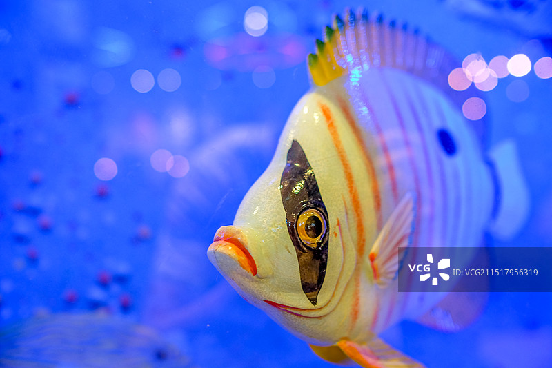 鱼在水族馆游泳的特写镜头图片素材