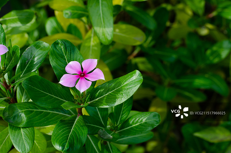 一朵美丽的长春花图片素材