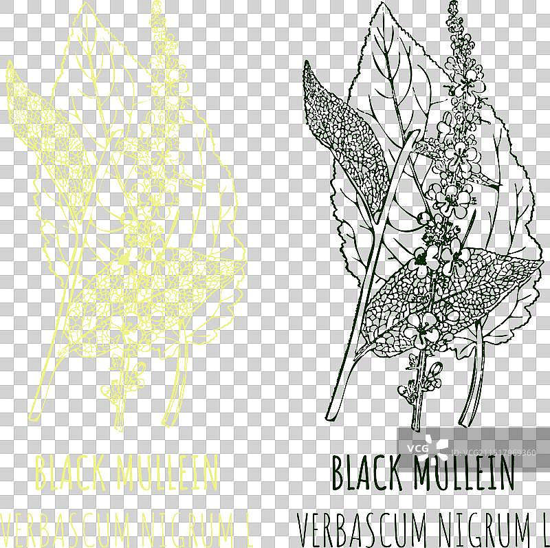 手绘黑色毛蕊花图案图片素材