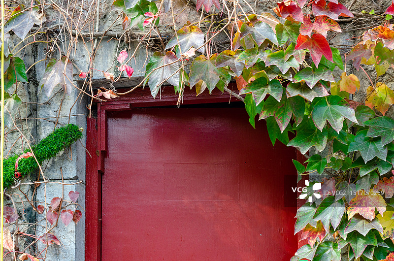 秋天的攀缘植物围绕的红门图片素材