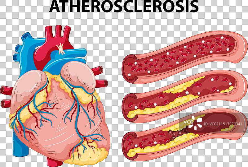 关于人体解剖学的科学教育图片素材