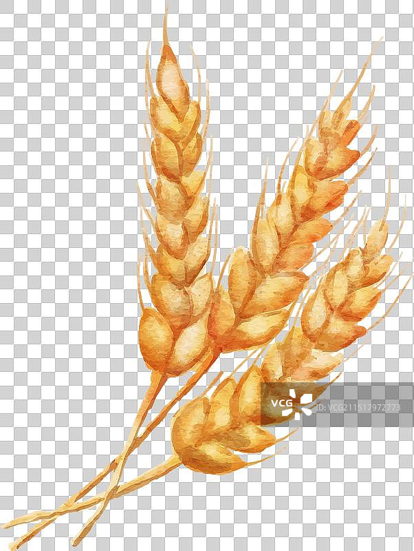 水彩风小麦、大麦或黑麦穗图片素材