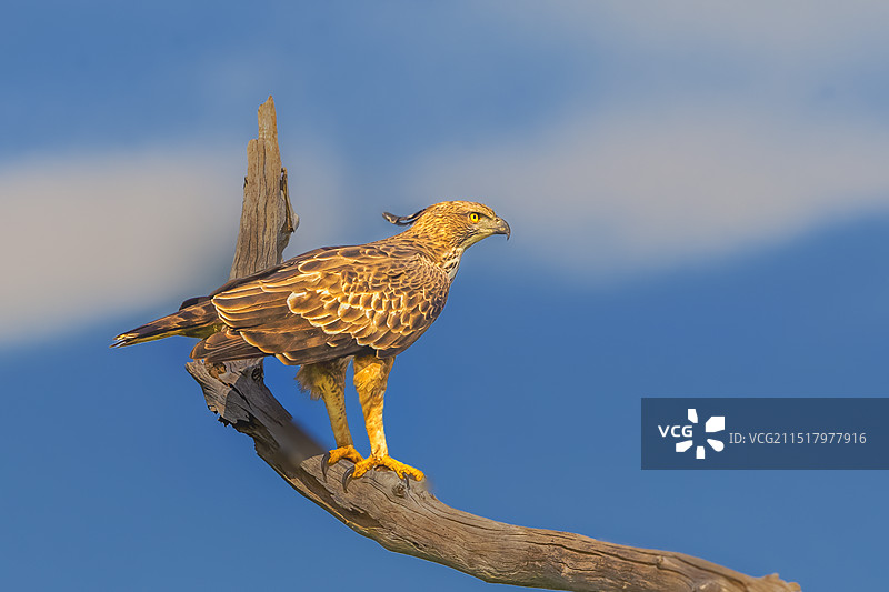 凤头鹰雕----鹰落朽木显雄姿图片素材