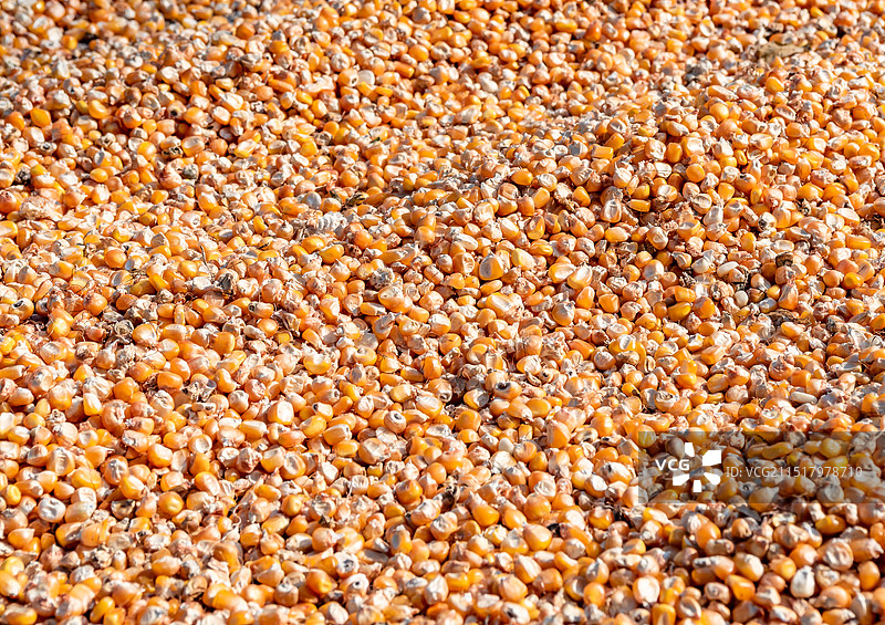 秋天阳光下晾晒的玉米粒图片素材