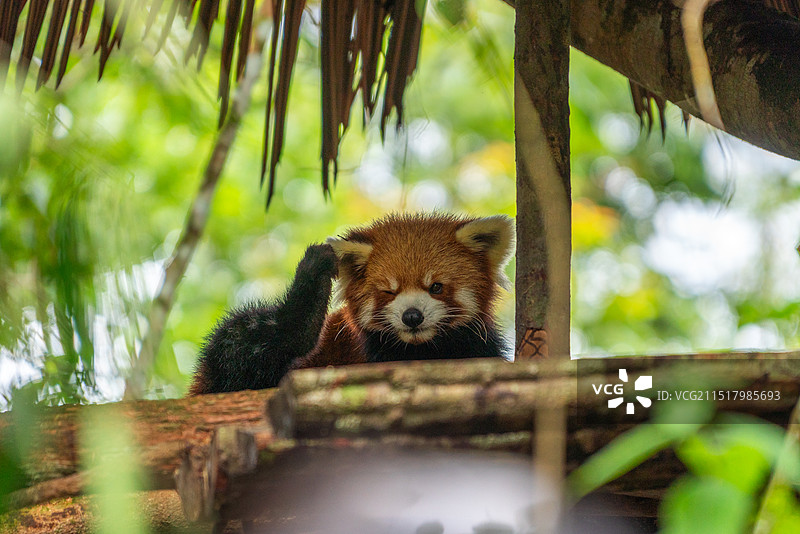 云南普洱太阳河森林公园图片素材
