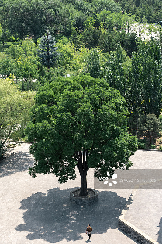 俯瞰一棵大树图片素材