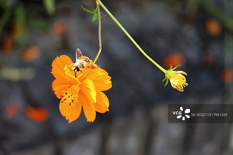 北海公园宗乘圆境中的硫化菊园图片素材