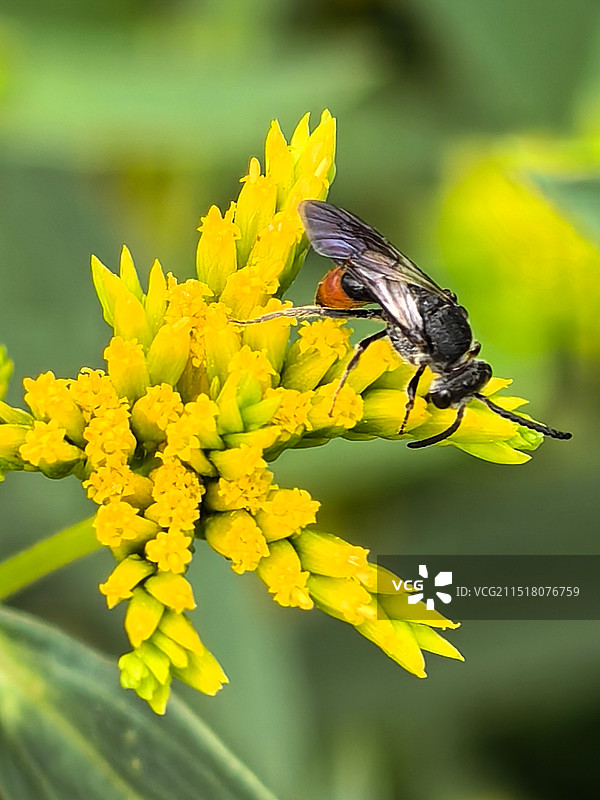茴香花的切叶蜂图片素材