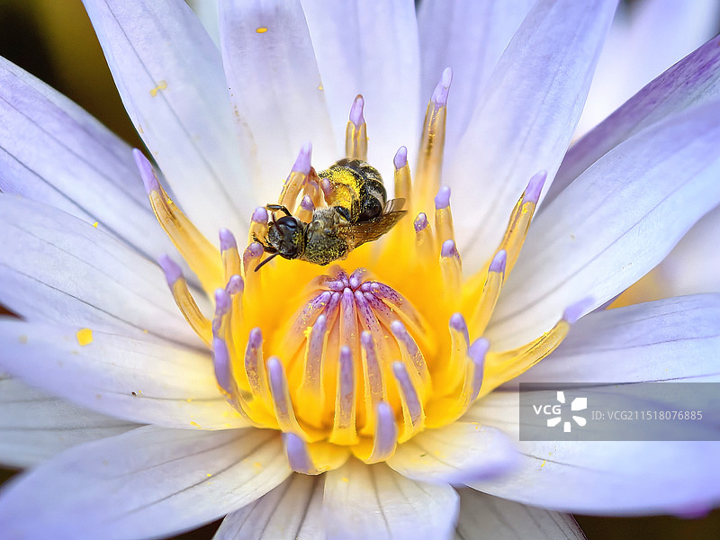 蜜蜂在花上授粉的特写镜头图片素材