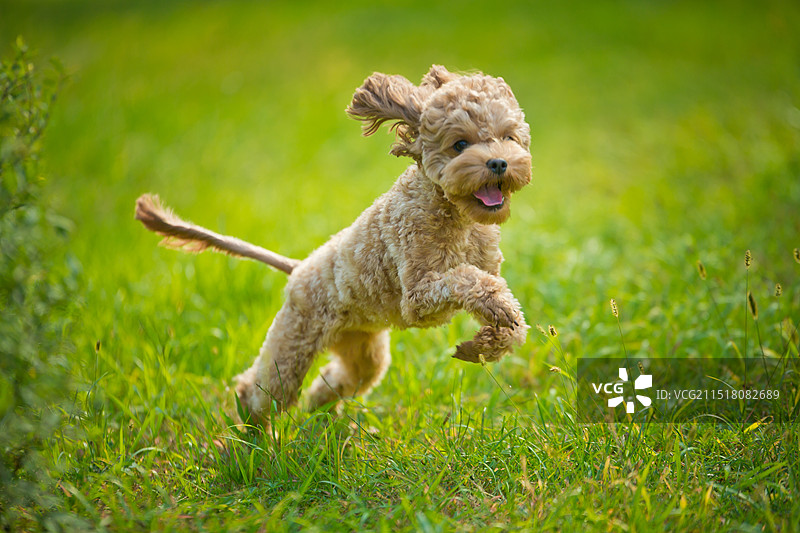 盛夏绿草地上奔跑的棕色小泰迪犬图片素材