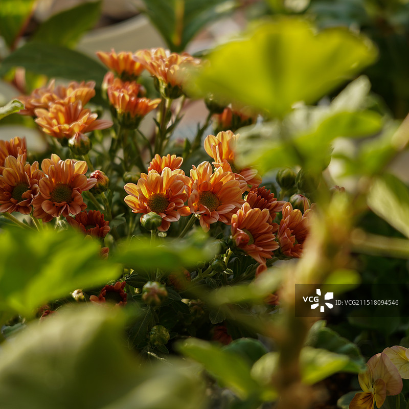 秋天 菊花图片素材