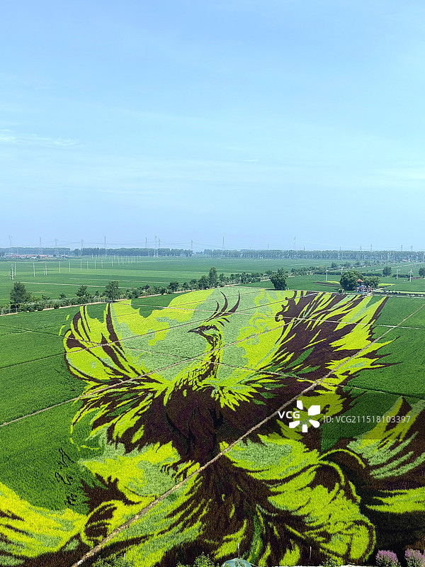 凤凰飞过稻田——拍摄于沈阳稻梦空间图片素材