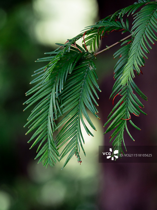 水杉树叶特写图片素材