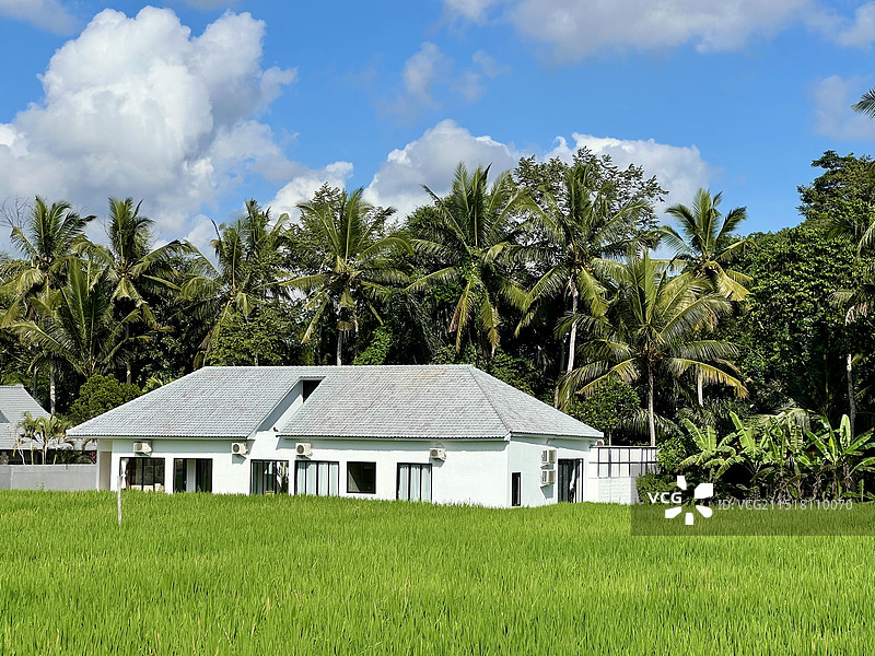 椰林稻田图片素材