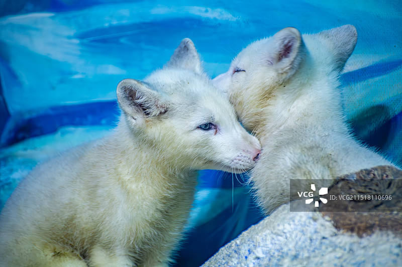 哈尔滨极地馆图片素材