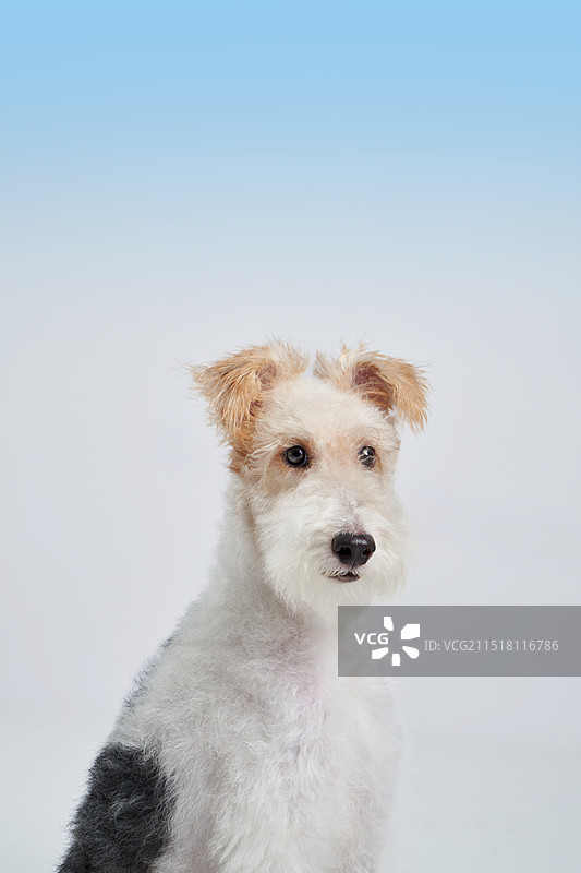 猎狐犬图片素材