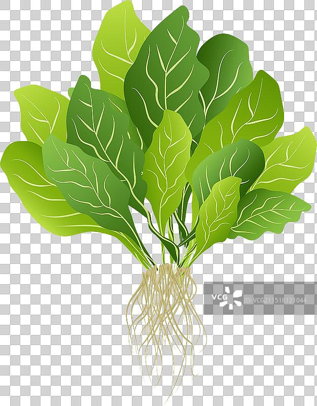 新鲜健康的沙拉绿生菜图片素材