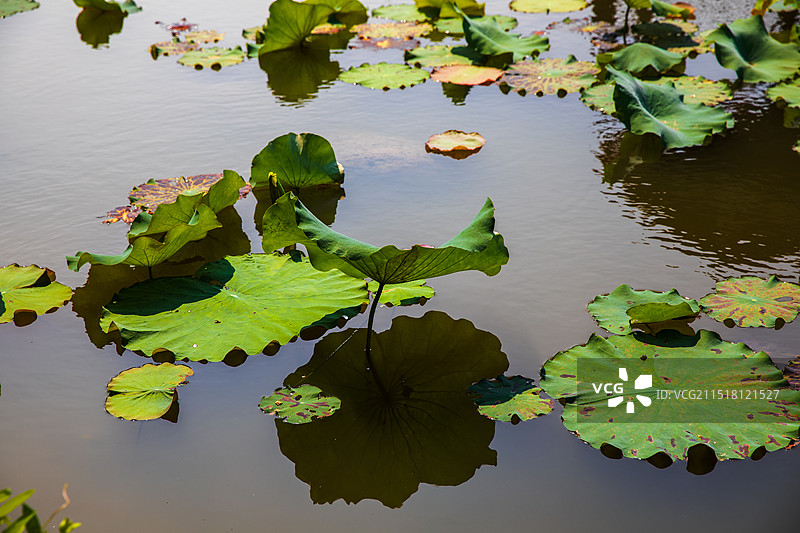 东坡书院荷叶-海南岛儋州图片素材