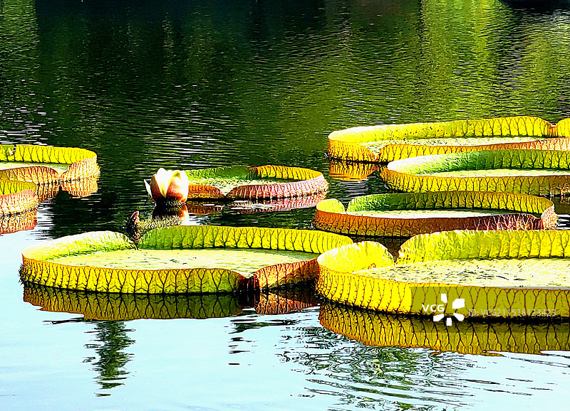 西安植物园王莲图片素材