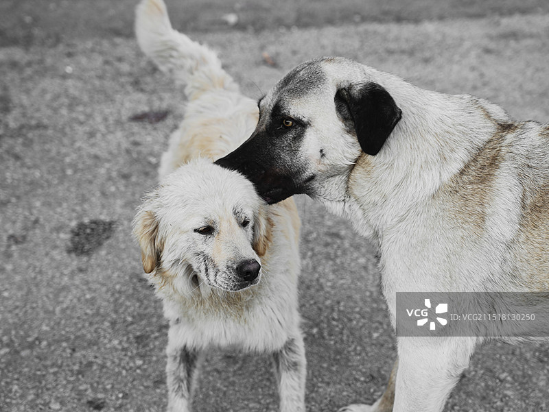 狗狗的爱图片素材