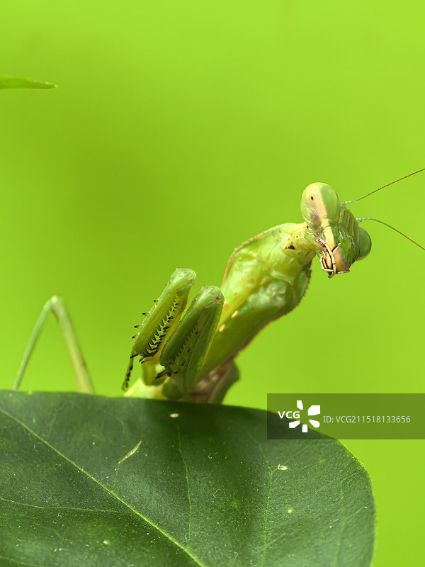 蓄势待发-叶上螳螂特写镜头图片素材