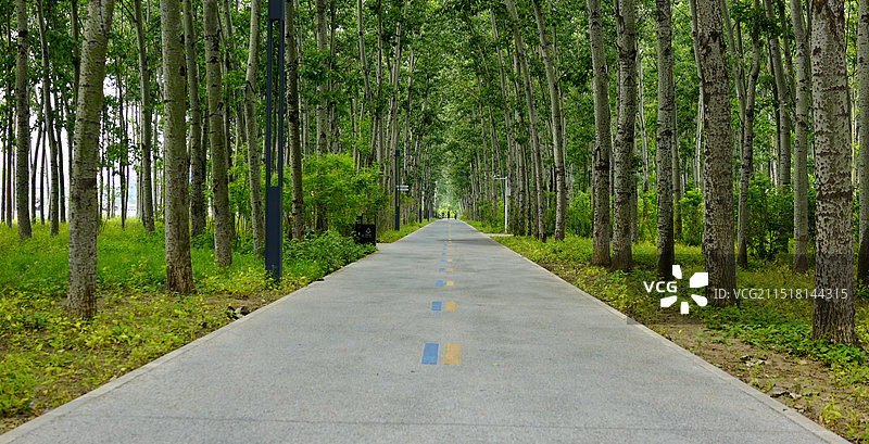 _DSC3070穿透树林的路图片素材