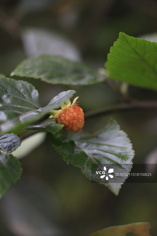 杭州老和山植物特写-蓬蘽等图片素材