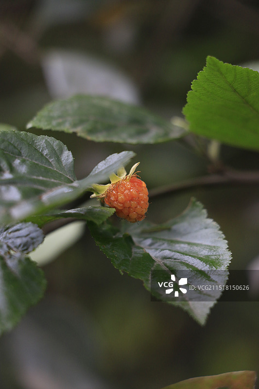 杭州老和山植物特写-蓬蘽等图片素材