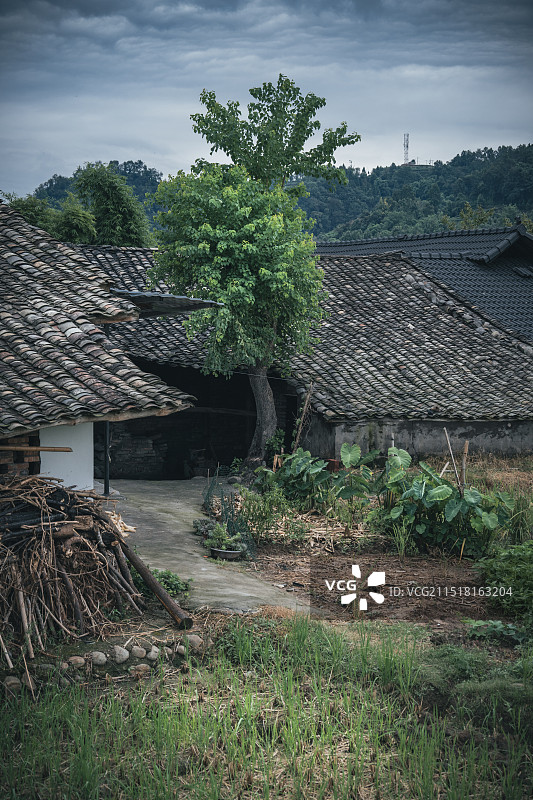 老房的院里有棵树图片素材
