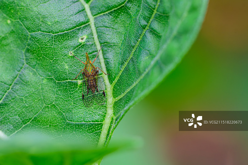 绿叶上的蜡蝉图片素材