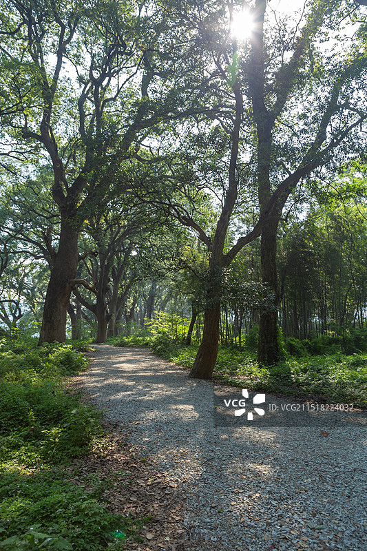 抚州市乐安县牛田镇水南村的古樟林风景区图片素材