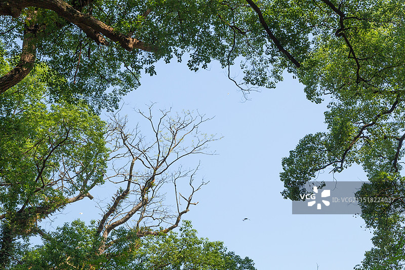 抚州市乐安县牛田镇水南村的古樟林风景区图片素材