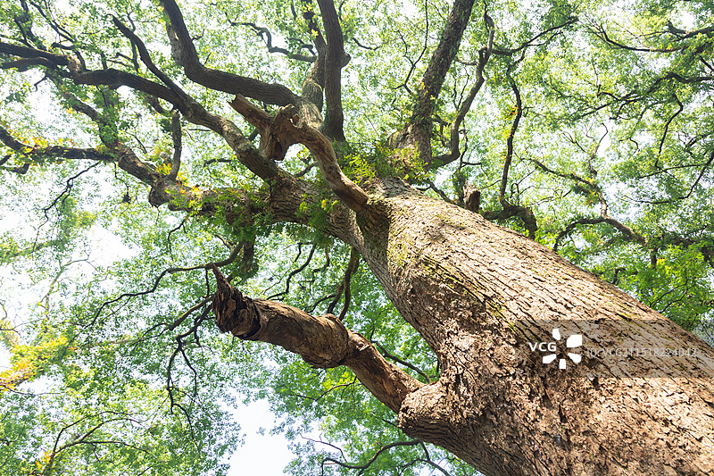 抚州市乐安县牛田镇水南村的古樟林风景区图片素材