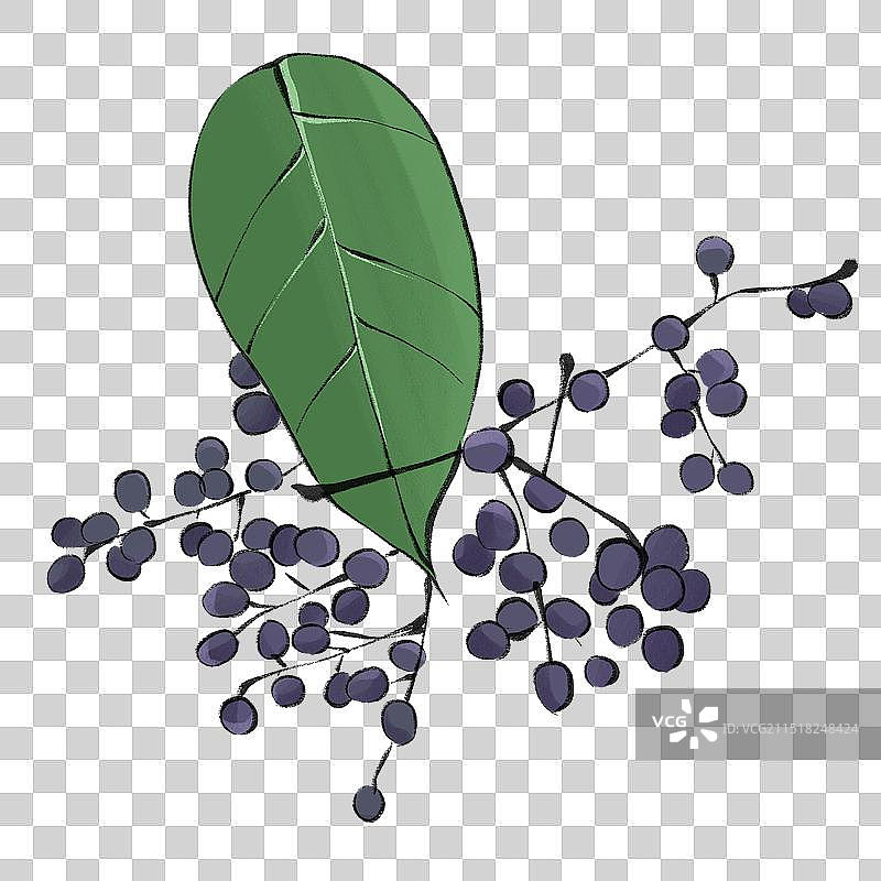 中药药材一女贞子手绘插图元素图片素材