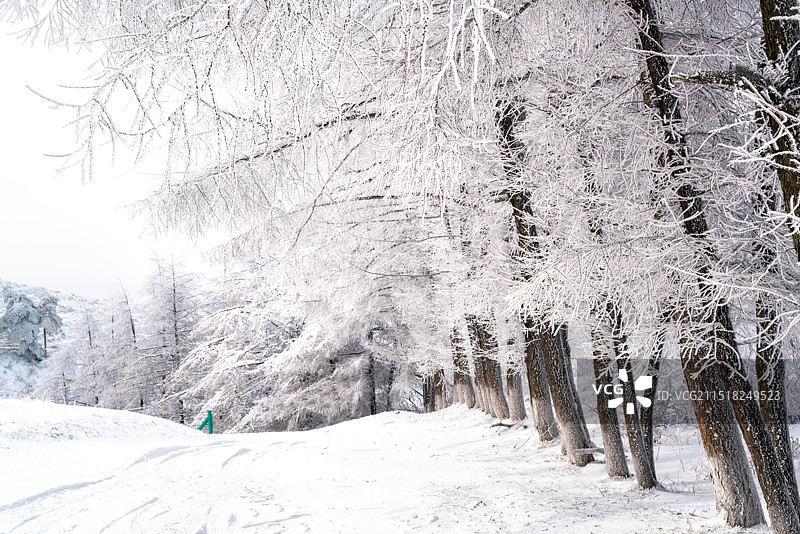 白雪覆盖的树林和车道图片素材