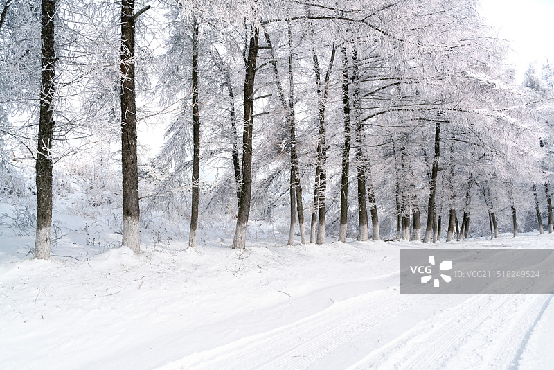 白雪覆盖的树林和空旷道路图片素材