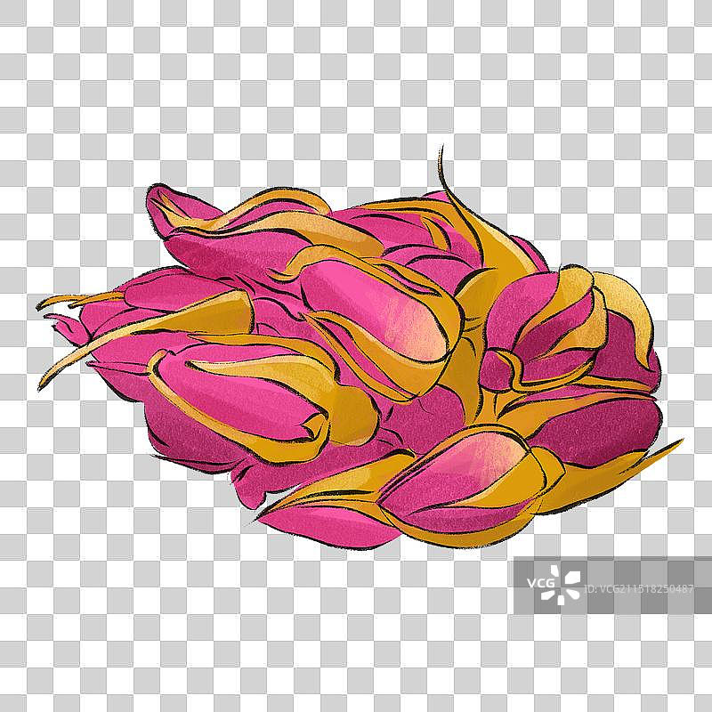 中药药材一玫瑰手绘插图元素图片素材