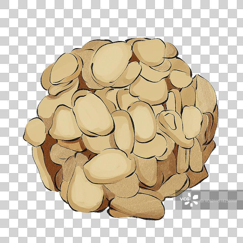 中药药材一半夏手绘插图元素图片素材