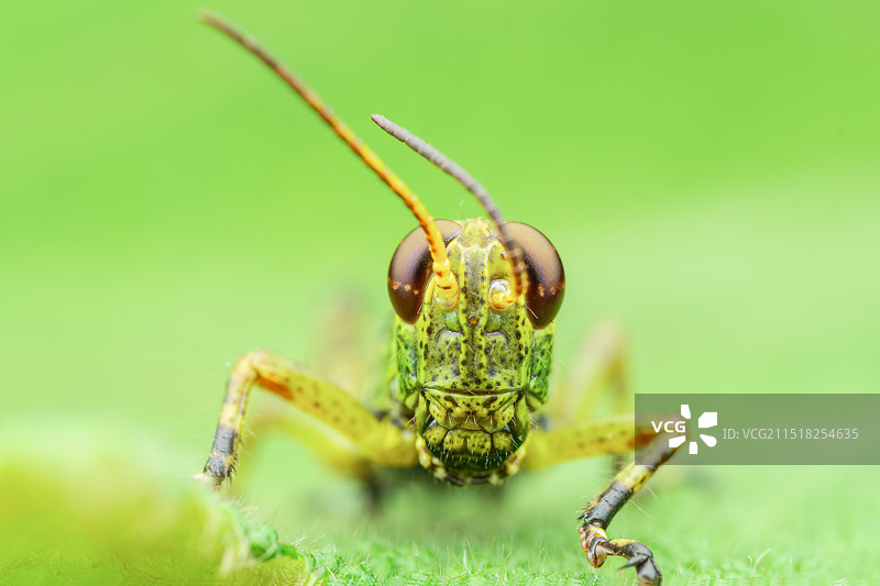 《蚱蜢》图片素材