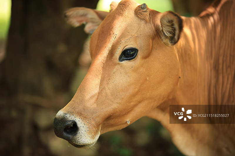 牧场牛群图片素材