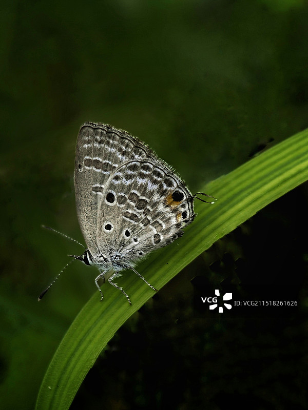 小灰蝶图片素材