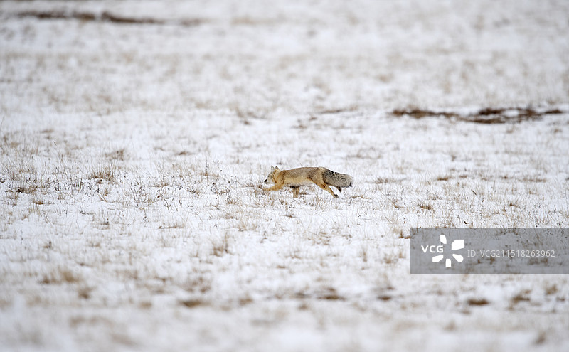 冬日的狐狸、山川与旷野图片素材