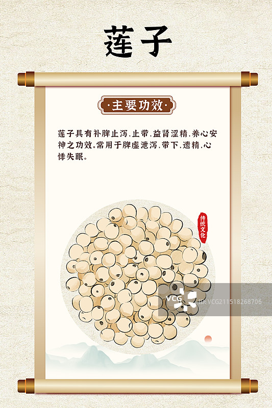 中药药材一莲子的作用和功效介绍手绘插图海报图片素材
