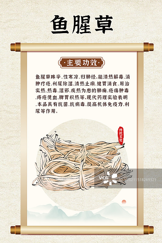 中药药材一鱼腥草的作用和功效介绍手绘插图海报图片素材