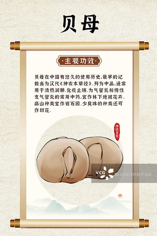 中药药材一贝母的作用和功效介绍手绘插图海报图片素材