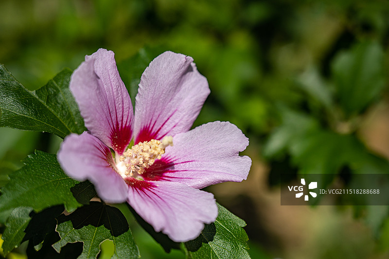户外盛开粉红色花朵的特写镜头，盛开的木槿花呗，喇叭花，木棉花图片素材