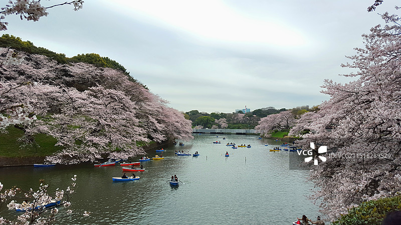 日本东京都九段下，春天盛开的樱花图片素材