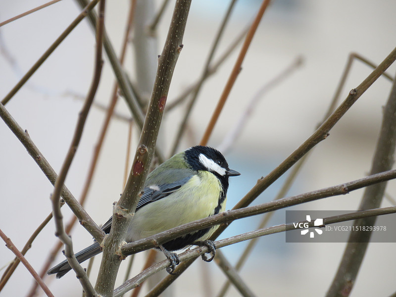 大山雀图片素材