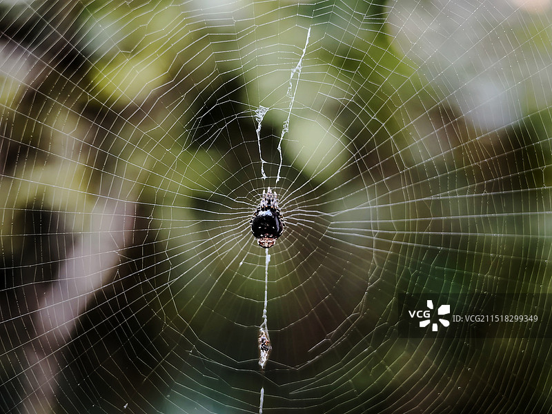 布下天罗地网图片素材