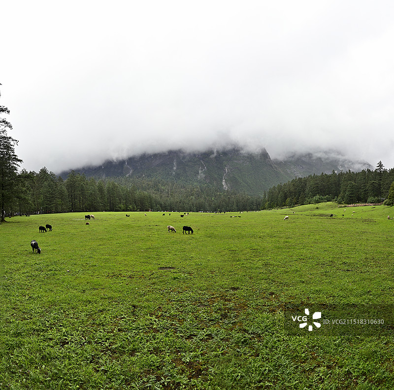 中国云南省丽江市玉龙雪山“云衫坪”夏季草原牧场自然风光图片素材